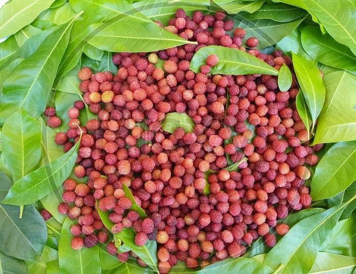 Natural fruit - High angle view of myrica esculenta (kafal) with leaves in hilly region of India, Kafal fruit isolated, Uncultivated fruit of hilly area of Himachal Pradesh, Red color fruit