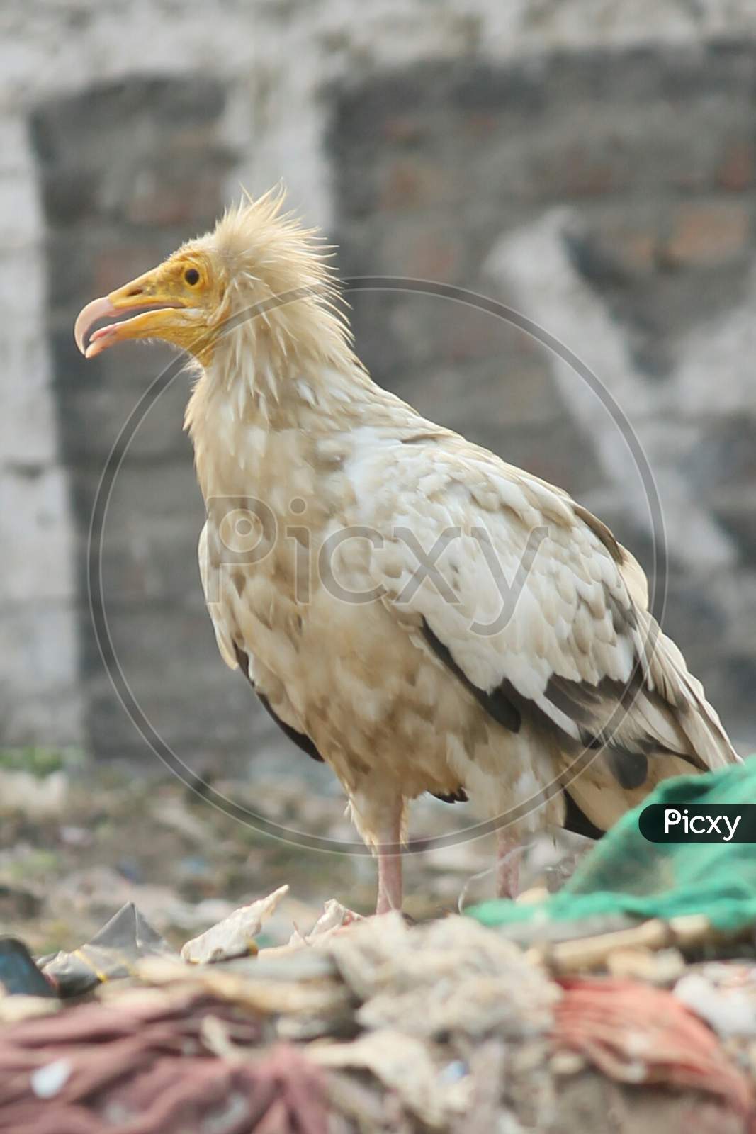 Egyptian Vulture also know as Prophet's chicken.