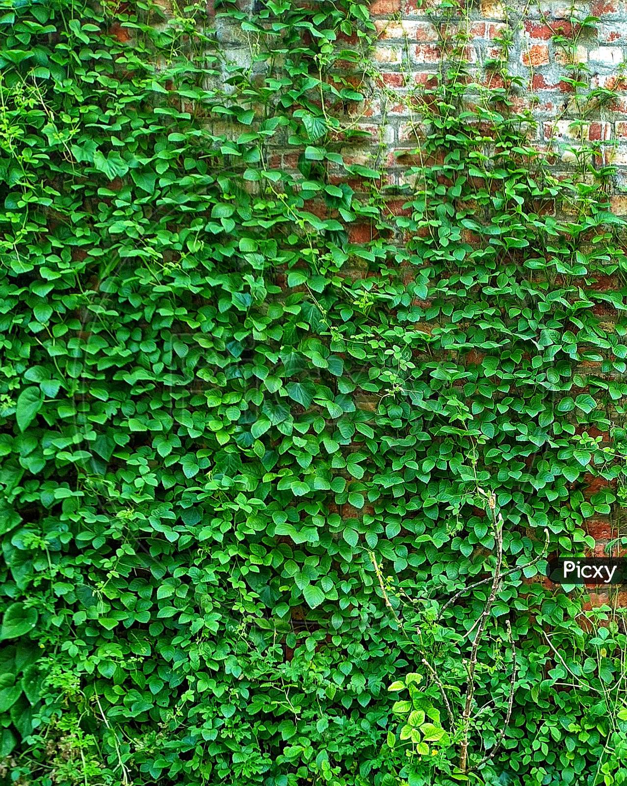 Green leaf on wall