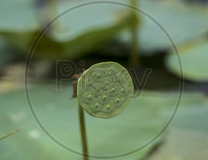 a lotus seed
