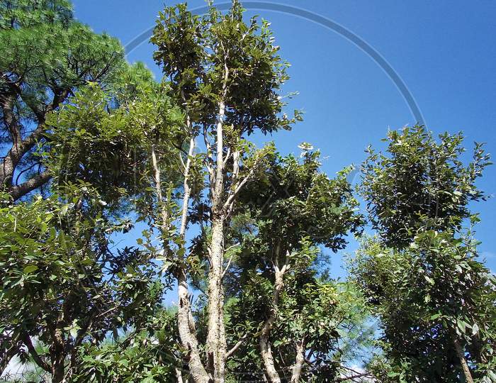 Lodgepole pine, india