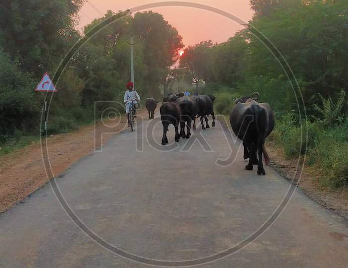 Buffaloes going home at dusk ,Rajasthan India
