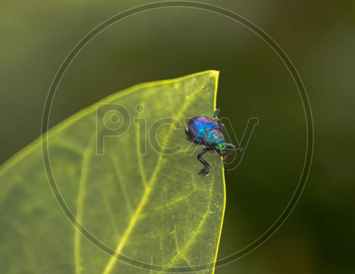 Blue milkweed beetle (Chrysochus cobaltinus)
