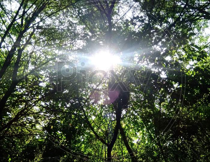Sun & tree