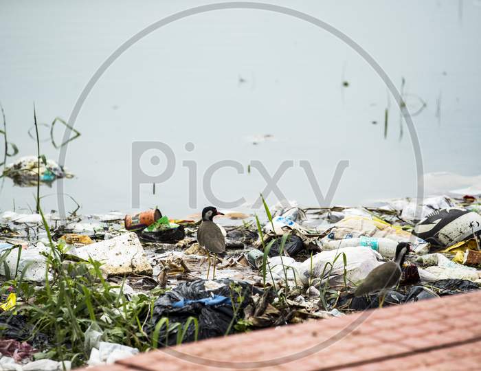 plastic waste accumulated in a wetland in kerala