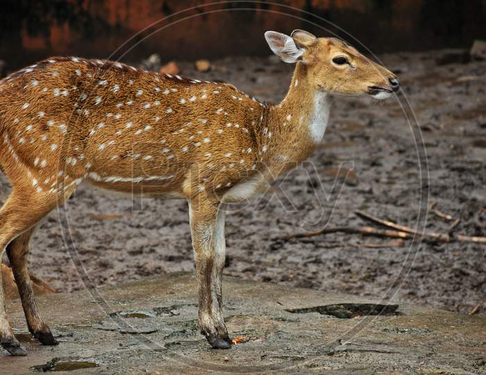 A picture of a baby deer in a zoo.