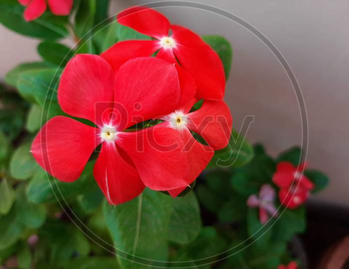 Beautiful Red flower