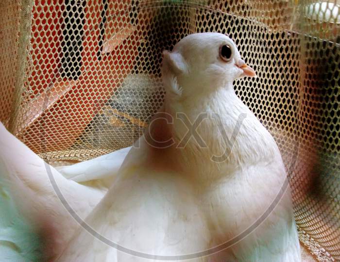 a dove in a cage