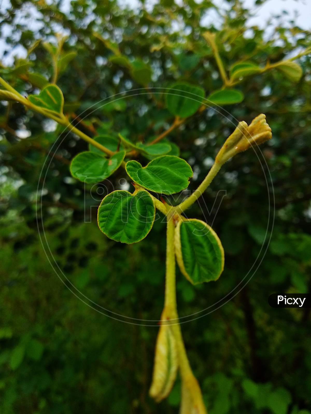 Ziziphus mauritiana ( urancia ber leaves)