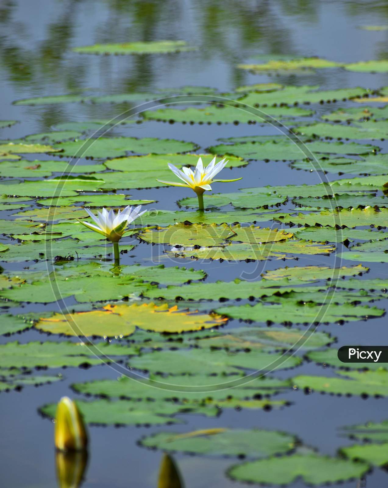 A image of beautiful lotus flower.