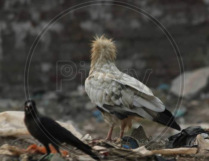 Egyptian Vulture and the crow.