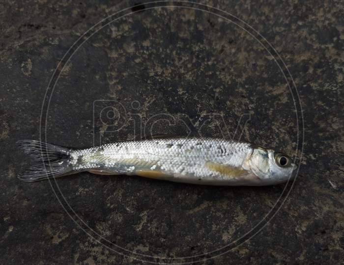 Small fish