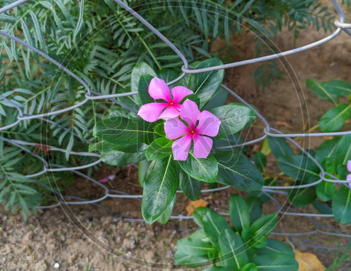 Sadabhar Flower Green Nature Natural. Commonly Known As Bright Eyes, Cape Periwinkle, Graveyard Plant, Madagascar Periwinkle, Old Maid, Pink Periwinkle View.
