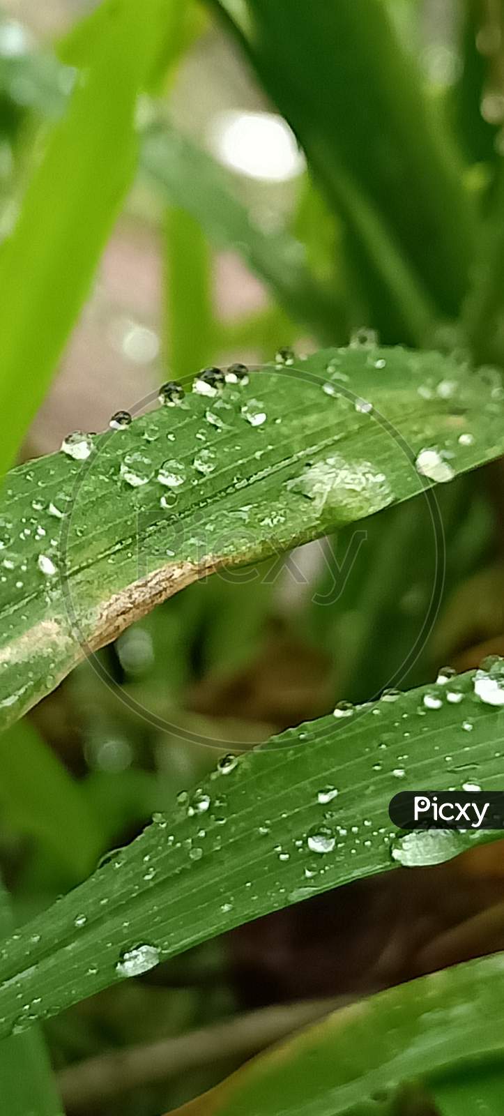 Rain drop, macro image ,water drop