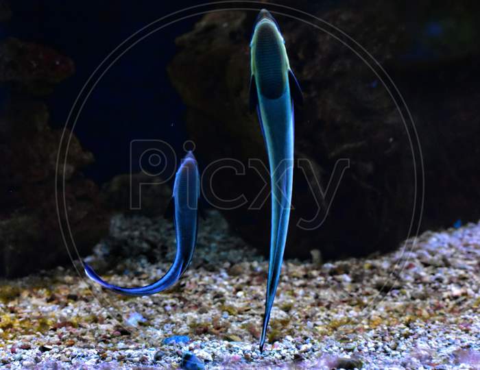 A picture of blue fish under the aquarium.