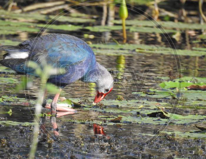 Red naped Swamphen