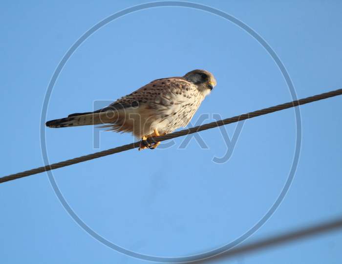 Falcon seeks prey on electrical wire