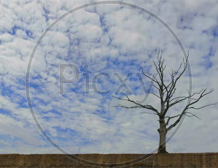 Blue sky with dry tree