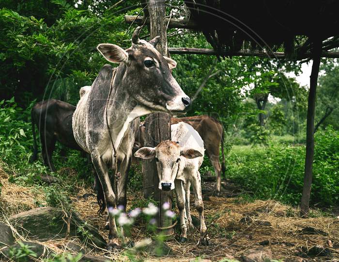 cow & calf
