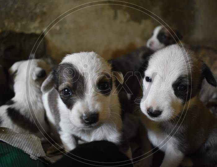Little puppies