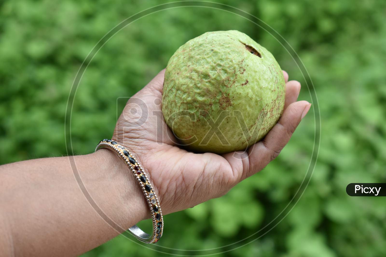 Hand of women holding guava fruit