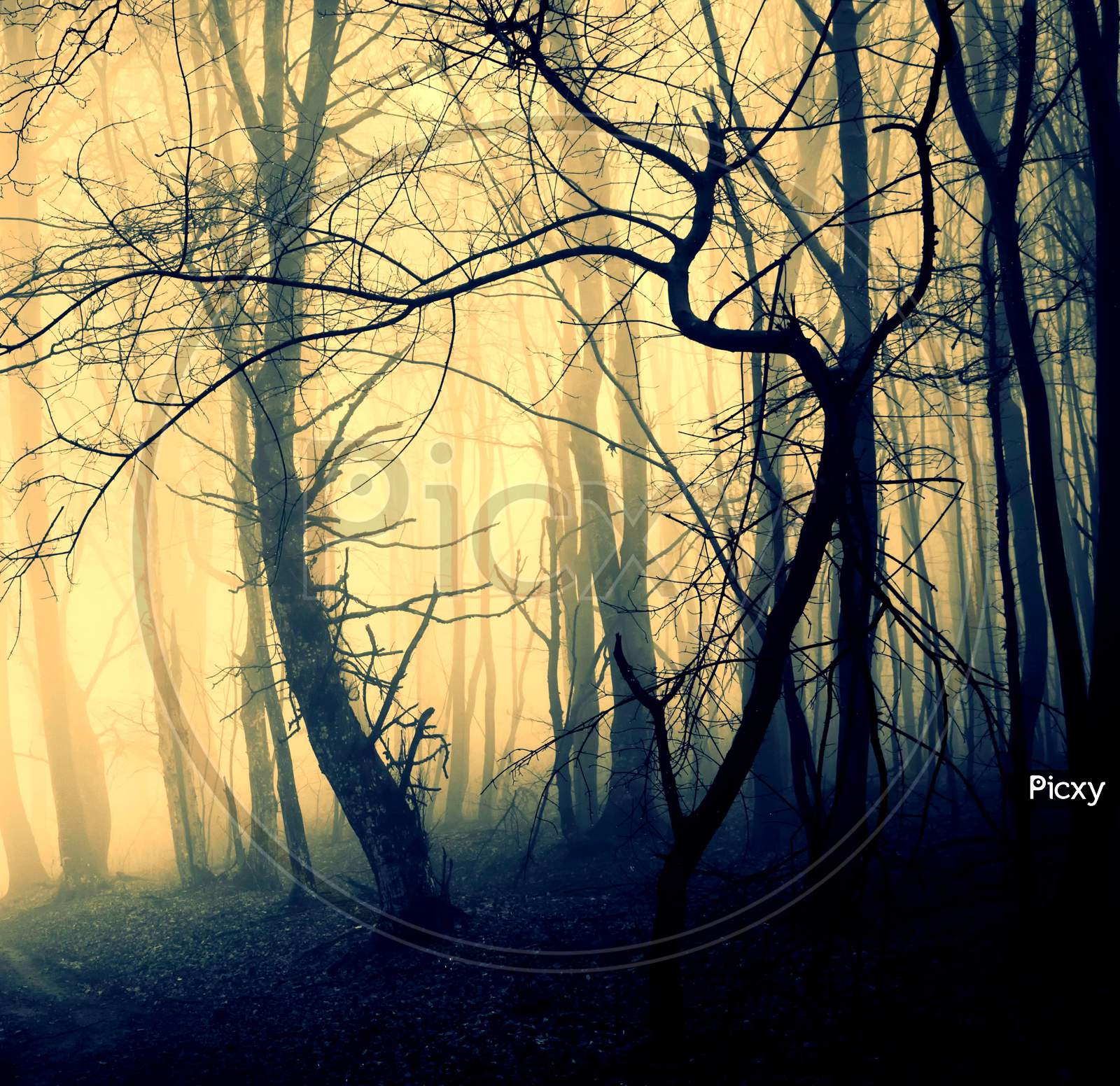 Spooky Forest Scene With Man Walking On A Dark Path