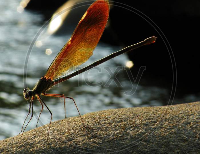 Beautiful pictures of  insects