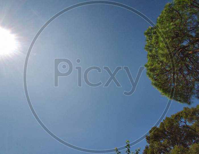 sky,sun,pinus tree