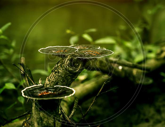 Mushroom On The Tree