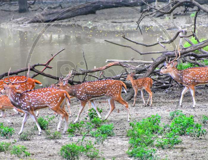 A herd of deer in Shyampur Deer park,  west bengal, india.