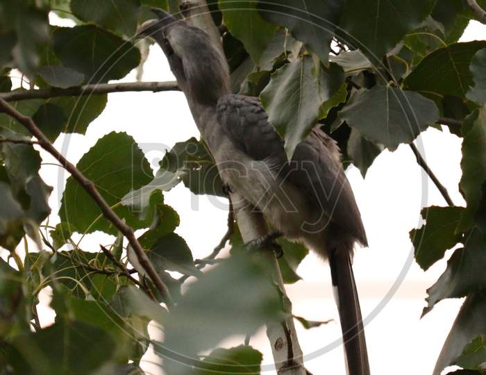 Grey Textured Bird on The Tree