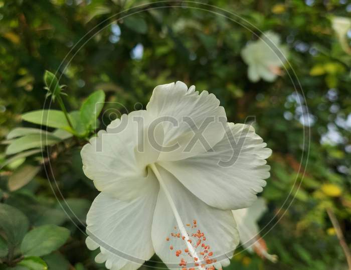 white Hibiscus flower( Arhul )