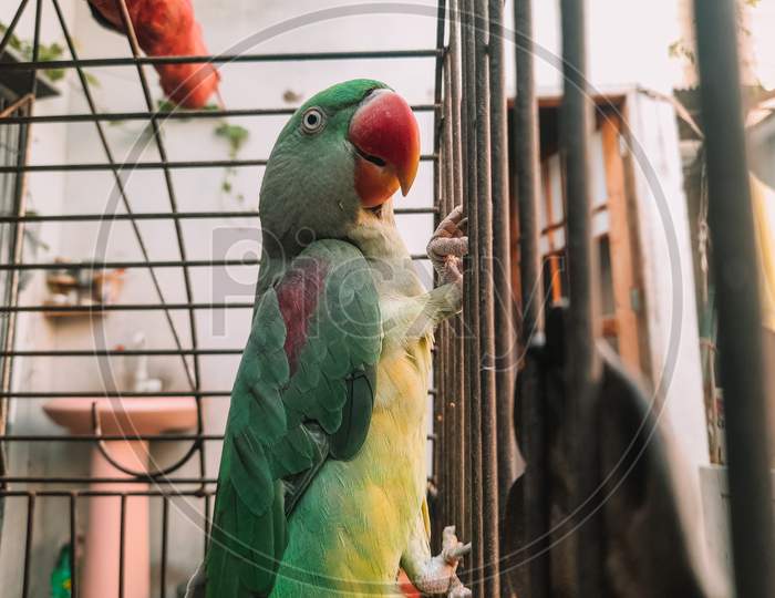 a parrot in a cage