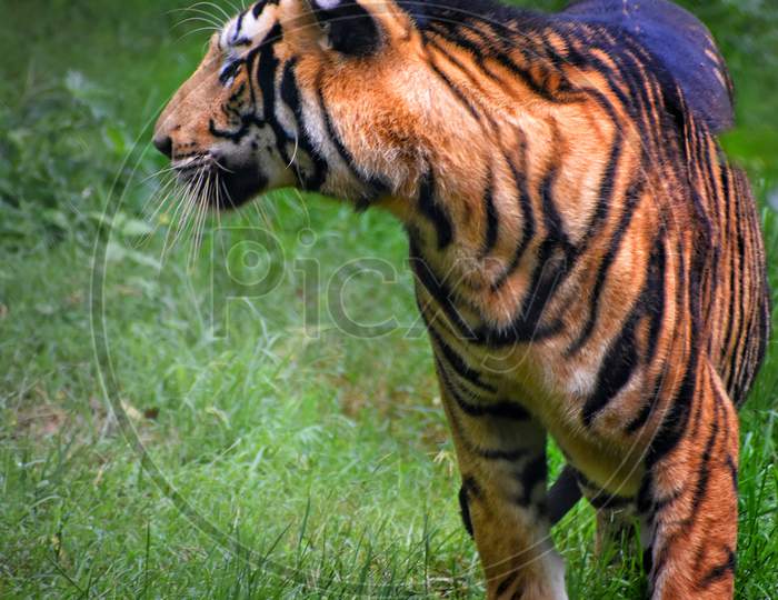 The image of great royal bengal tiger in Nandan kanan zoo, Odisha.
