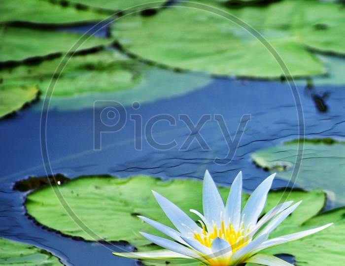 A image of beautiful white lily.