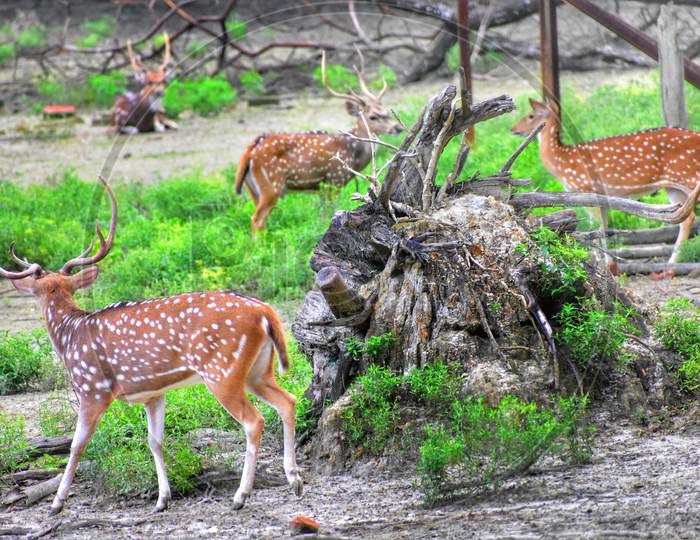 A herd of deer in Shyampur Deer park,  west bengal, india.