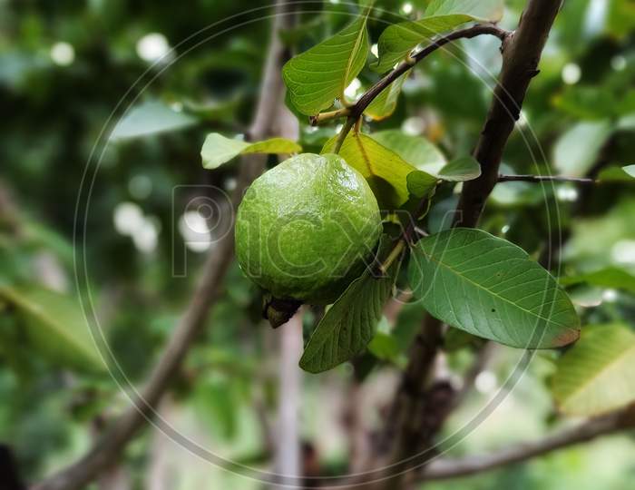 Common guava