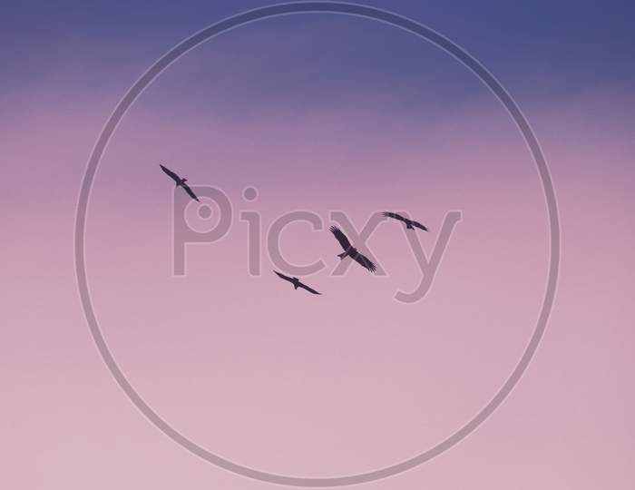 Birds in pink sky