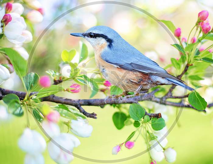 Focus on bird in the morning