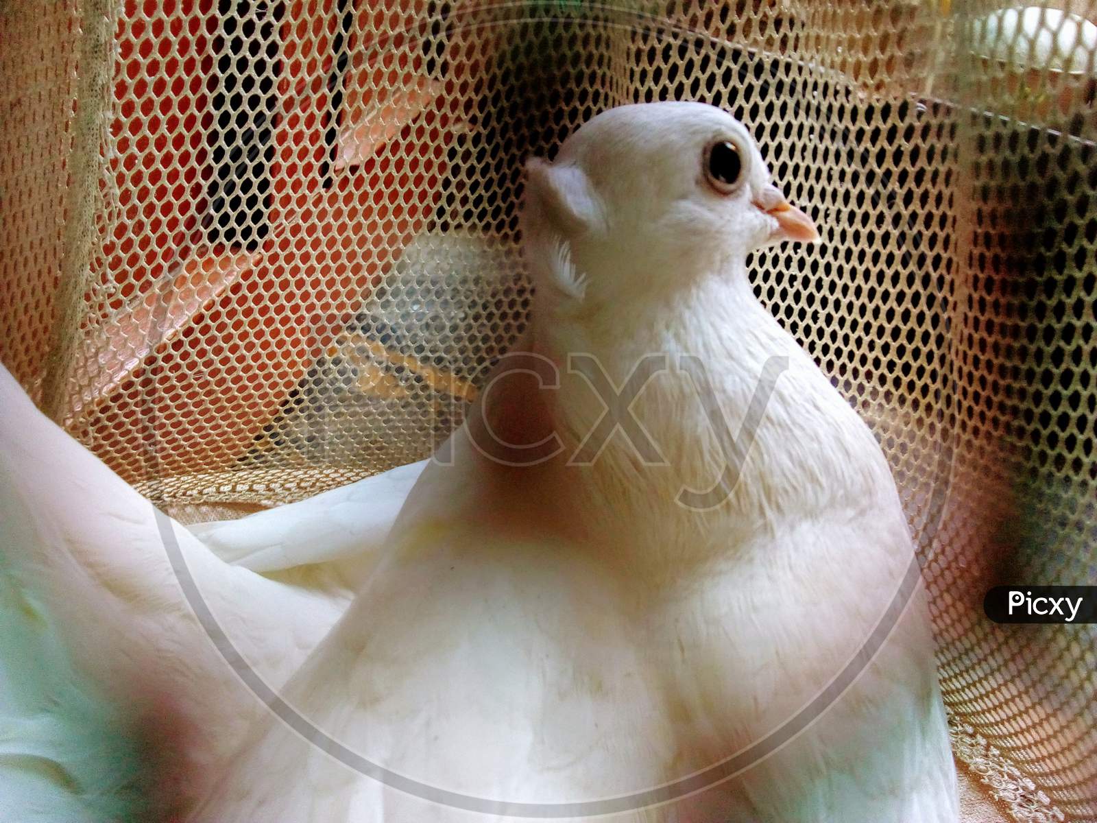 a dove in a cage
