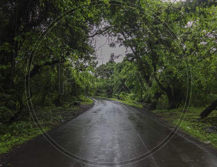 Road at Sanjay Gandhi National Park