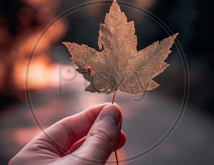 Hand or leaf