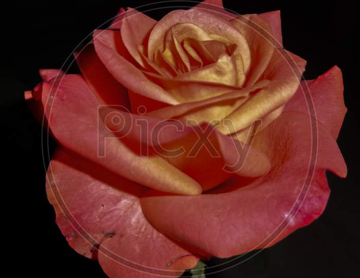 Red Rose flower bloom on a black background