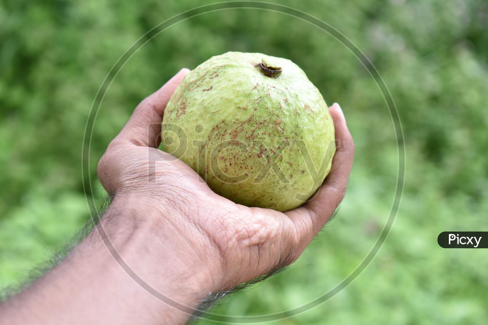 Hand of a boy holding guava fruit