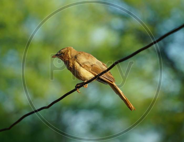 Jungle Babbler Or Seven Sisters Bird Resting On The Top Of Pole.