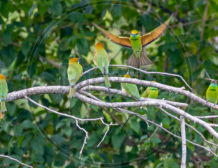 Green bee eater