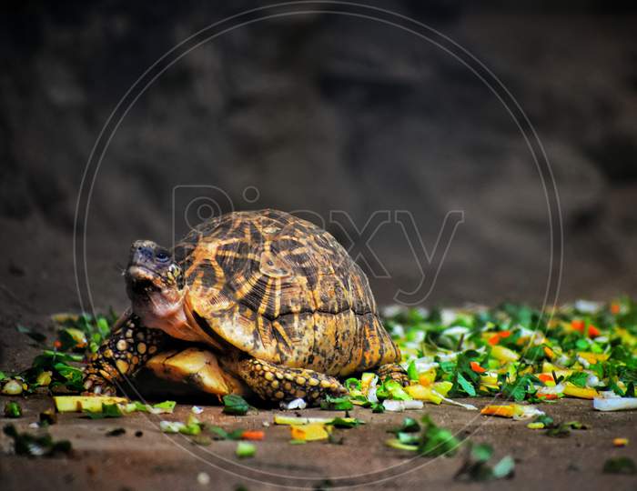 Picture of indian box turtle.