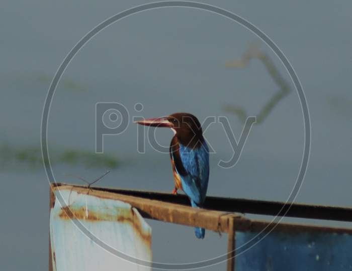 the white throated kingfisher