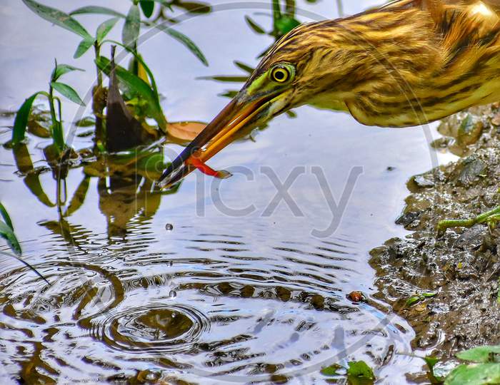 An indian pond heron bird is searching for food
