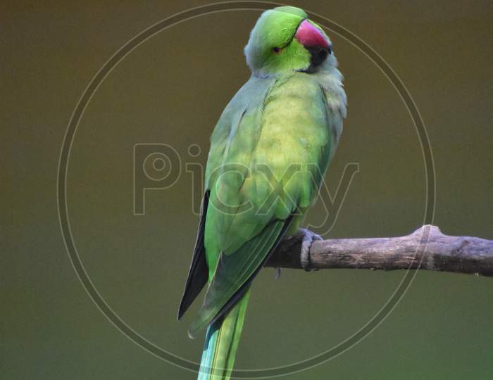 The picture of a green parrot.